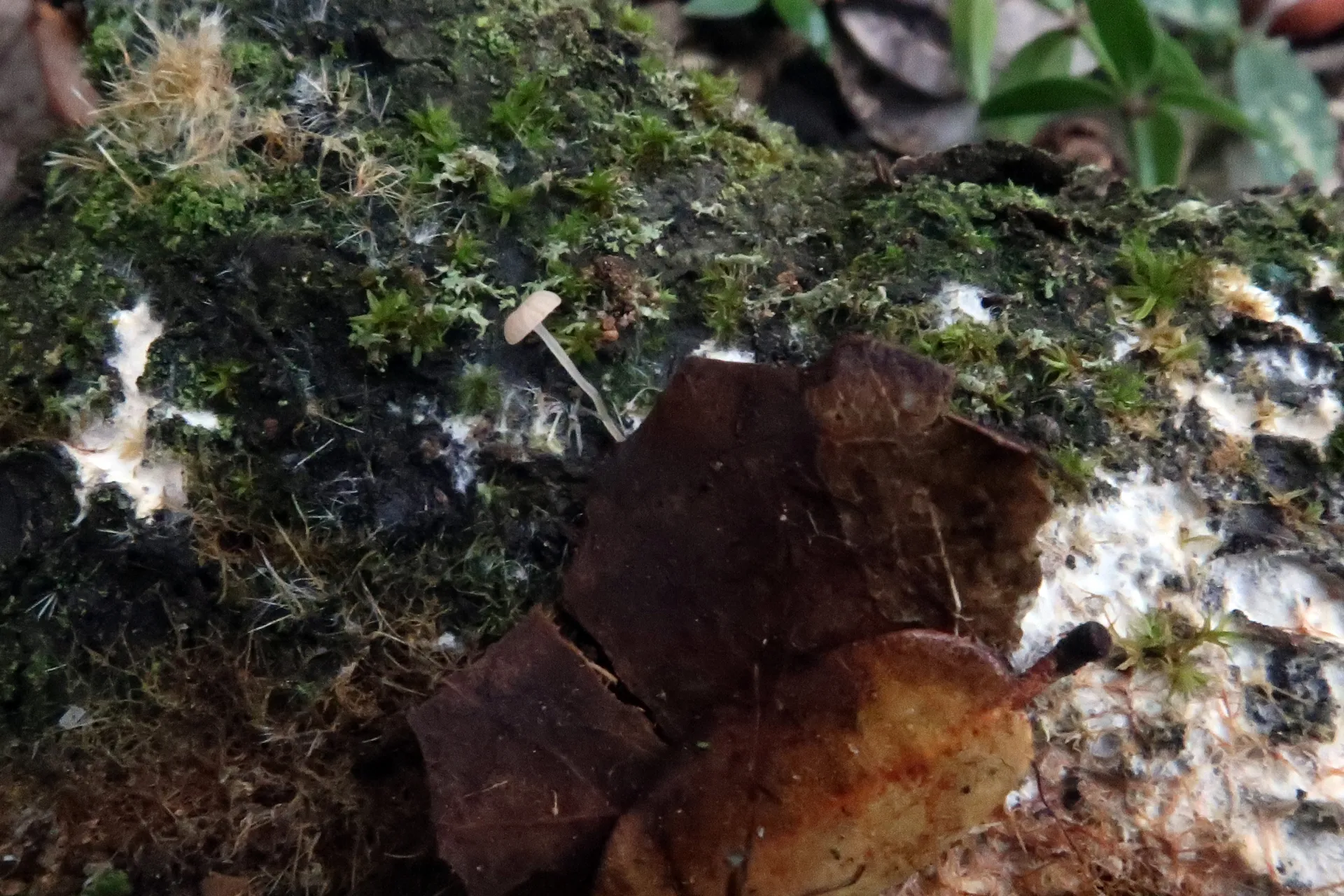 Mycena smithiana - 1 - IMG_4480